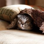 Pet Policy - brown Scottish fold in brown thick-pile blanket