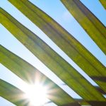 Globalization Impact - the sun shines through the leaves of a palm tree