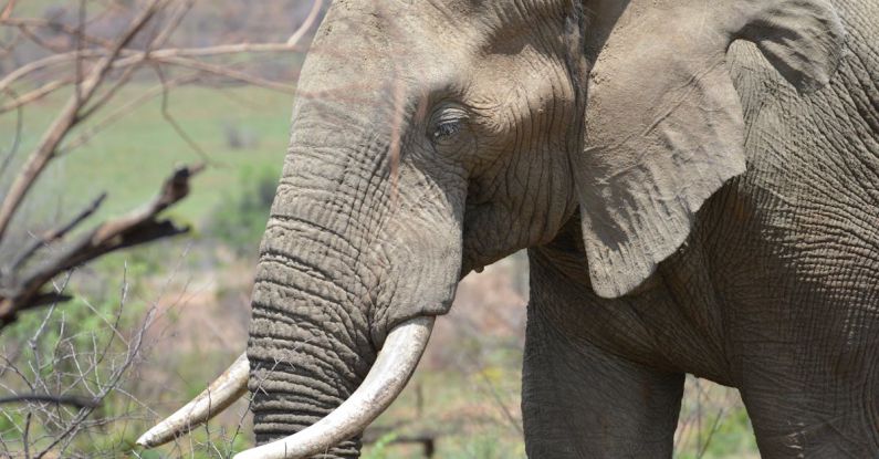 Africa Investment - ELEPHANT