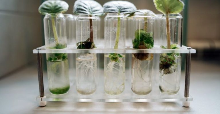 Tenant Screening - Micropropagation Of Plants
