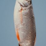 Small Scale Investment - Freshly caught fish with silver scales on blue background