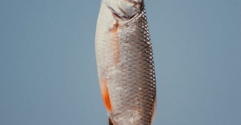 Small Scale Investment - Freshly caught fish with silver scales on blue background